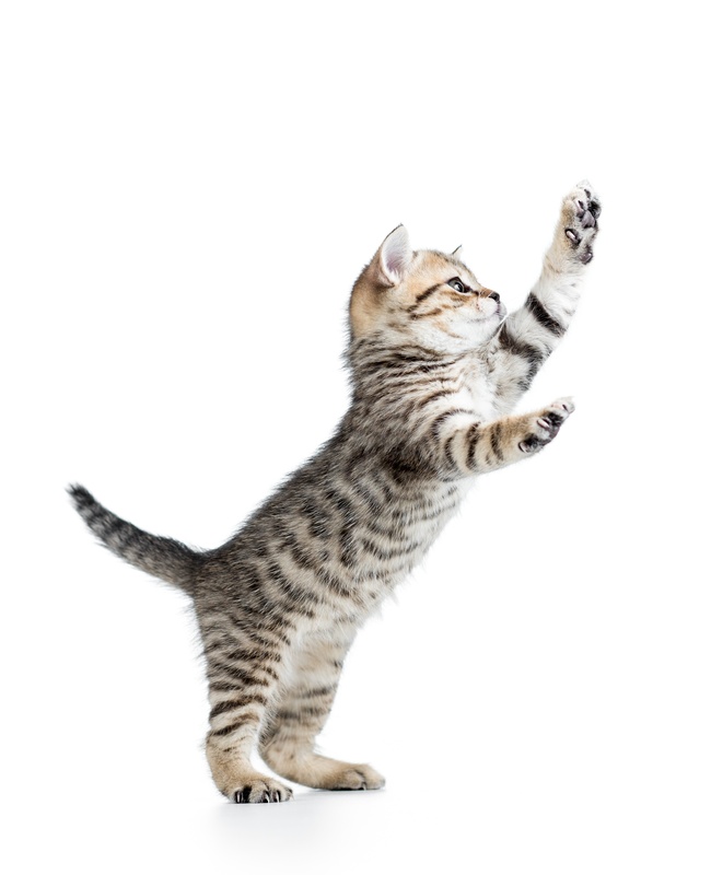 Wentzville Animal Hospital gallery