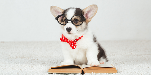 Wentzville Animal Hospital gallery