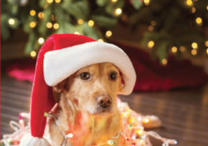 Dog under christmas tree in santa hat