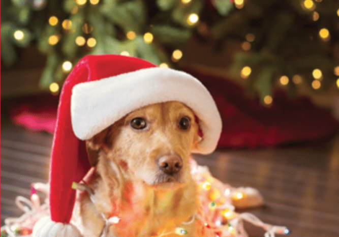 Dog under christmas tree in santa hat