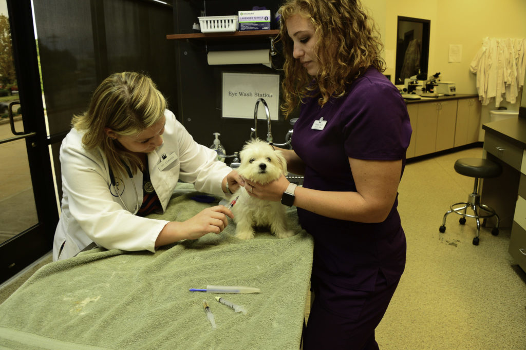 Vet-Clinic-287-1024x682-1 Vet-Clinic-287-1024x682-1