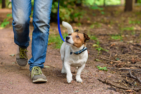 walking dog on blue leash