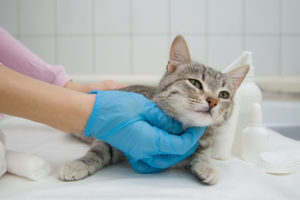 kitten at the vet
