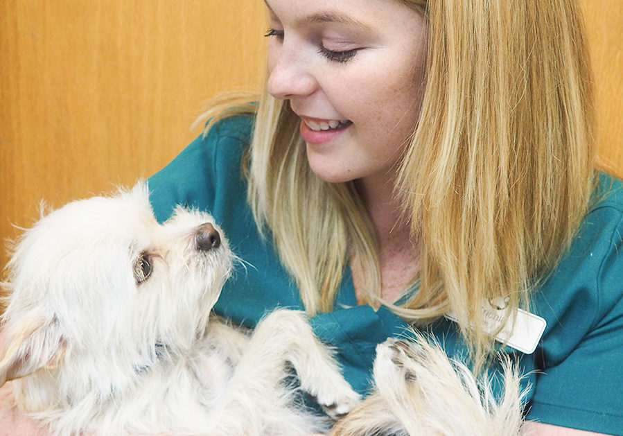 wentzvillevet-dog-hold-900-landscape wentzvillevet-dog-hold-900-landscape