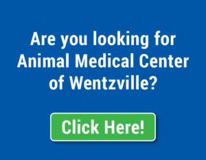 Looking for Animal Medical Center of Wentzville? Click the popup to get redirected.